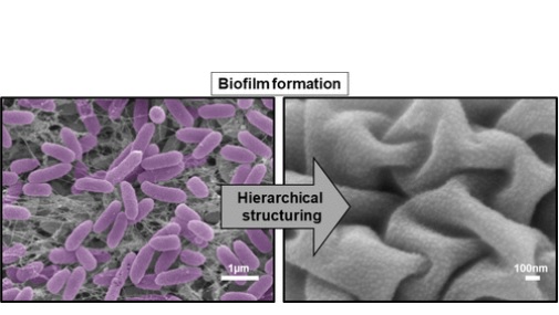 La pellicule bloque la formation de biofilms de Staphylococcus aureus résistant à la méticilline (MRSA) et de Pseudomonas aeruginosa La pellicule bloque la formation de biofilms de Staphylococcus aureus résistant à la méticilline (MRSA) et de Pseudomonas aeruginosa