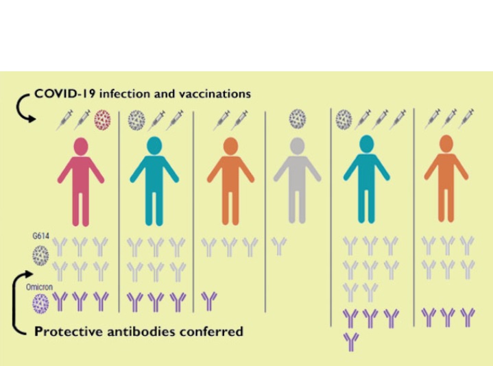 C’est le nombre d'expositions aux antigènes du SRAS-CoV-2, soit par infection soit par vaccination qui détermine la qualité des réponses anticorps (Visuel Veesler Lab). C’est le nombre d'expositions aux antigènes du SRAS-CoV-2, soit par infection soit par vaccination qui détermine la qualité des réponses anticorps (Visuel Veesler Lab).