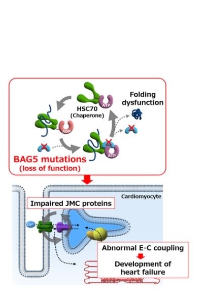 La perte de BAG5 perturbe la gestion du calcium dans les cardiomyocytes (Schéma © 2022 Hakui H et al., Science Translational Medicine).