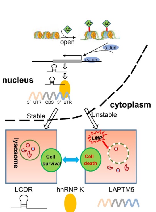 Le ciblage des lysosomes apparaît donc comme une stratégie prometteuse dans le traitement du cancer (Visuel PNAS) Le ciblage des lysosomes apparaît donc comme une stratégie prometteuse dans le traitement du cancer (Visuel PNAS)