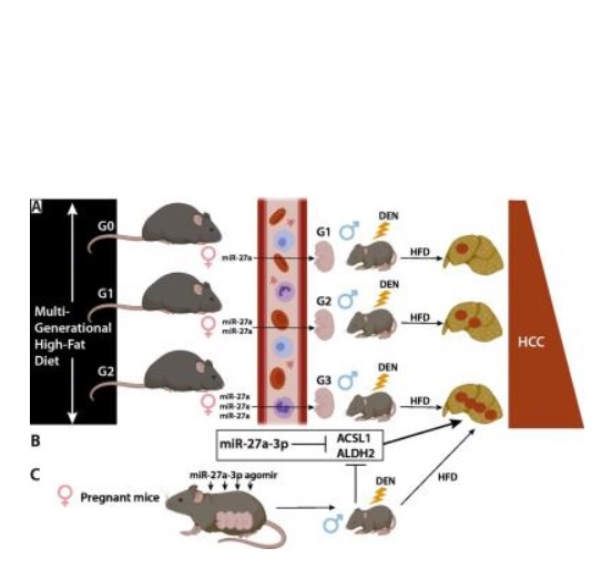 Le mi-ARN réprime l'expression de 2 protéines, Acsl1 le et Aldh2, ce qui accroît le risque de cancer. Le mi-ARN réprime l'expression de 2 protéines, Acsl1 le et Aldh2, ce qui accroît le risque de cancer.