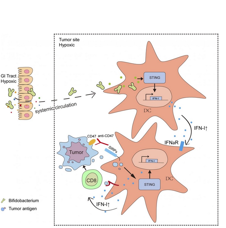 Voies de signalisation immunitaire activées par les bifidobactéries après leur migration dans les tumeurs du tractus gastro-intestinal Voies de signalisation immunitaire activées par les bifidobactéries après leur migration dans les tumeurs du tractus gastro-intestinal