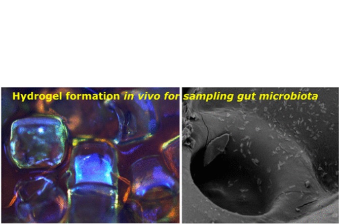 L'exposition au liquide intestinal entraîne la polymérisation de la cargaison chimique des cylindres, formant un hydrogel qui piège les microbes et d’autres biomarqueurs protéiques « formant comme un instantané de l'intestin » (Visuel ACS Nano) L'exposition au liquide intestinal entraîne la polymérisation de la cargaison chimique des cylindres, formant un hydrogel qui piège les microbes et d’autres biomarqueurs protéiques « formant comme un instantané de l'intestin » (Visuel ACS Nano)