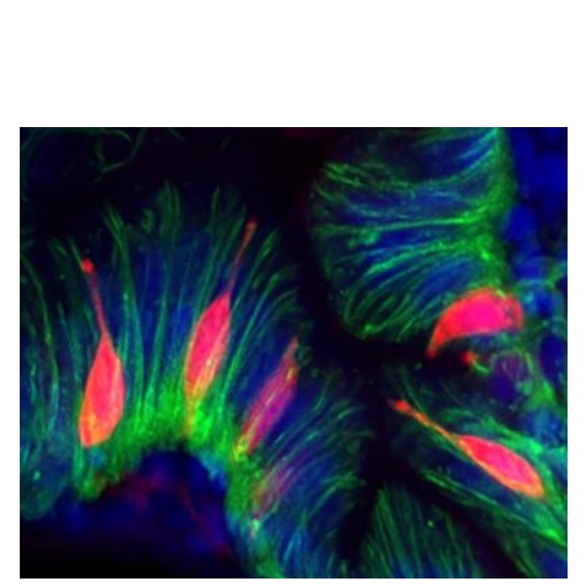Ces cellules entéro-endocrines (en vert sur visuel), présentes dans la muqueuse de l'intestin (en rouge), libèrent des hormones qui envoient des signaux au système nerveux et au cerveau. 