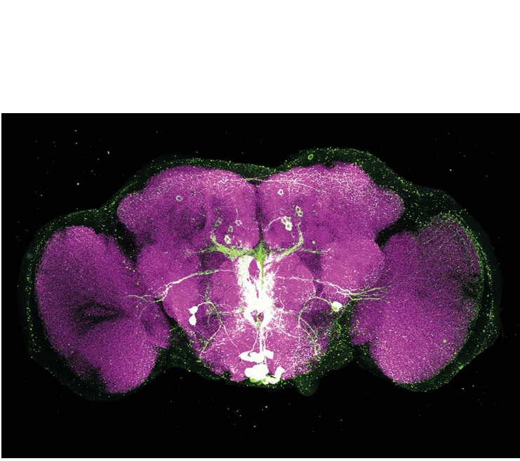 La dopamine augmente l'activité du réseau( en blanc) soit la motivation, l'octopamine (en vert) au contraire réduit la volonté de faire un effort. La dopamine augmente l'activité du réseau( en blanc) soit la motivation, l'octopamine (en vert) au contraire réduit la volonté de faire un effort.