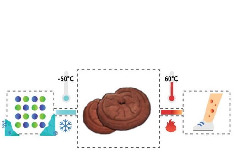 A 50° C ce sont les capacités antioxydantes et antidiabétiques qui sont optimisées (Visuel Kist) A 50° C ce sont les capacités antioxydantes et antidiabétiques qui sont optimisées (Visuel Kist).