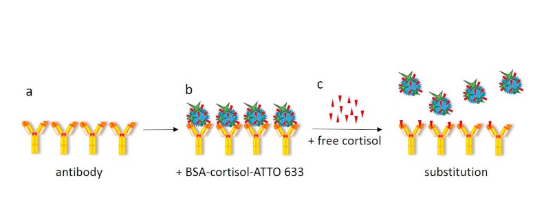 La fluorescence signale la concentration de cortisol dans l'échantillon (Schéma Skoltech) La fluorescence signale la concentration de cortisol dans l'échantillon (Schéma Skoltech) .