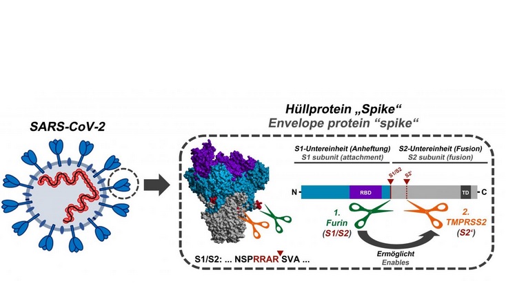 Cette séquence d'activation apparaît ici clivée par l'enzyme cellulaire furine (Schéma Markus Hoffmann) Cette séquence d'activation apparaît ici clivée par l'enzyme cellulaire furine (Schéma Markus Hoffmann)