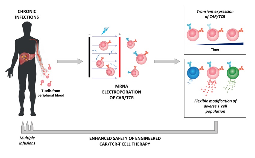 Une première preuve du concept de conception de cellules T ciblant le coronavirus responsable du SRAS est ici apportée par l’équipe de la Duke Une première preuve du concept de conception de cellules T ciblant le coronavirus responsable du SRAS est ici apportée par l’équipe de la Duke
