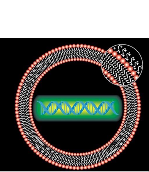 Les Lipitoïdes 1 parviennent à délivrer l’enzyme tueuse aux cellules pulmonaires en culture et les séquences nucléotidiques spécifiques dans le génome du coronavirus sont détruites Les Lipitoïdes 1 parviennent à délivrer l’enzyme tueuse aux cellules pulmonaires en culture et les séquences nucléotidiques spécifiques dans le génome du coronavirus sont détruites