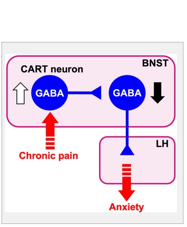 La douleur chronique induit un changement neuroplastique qui supprime la connexion du noyau du lit de la strie terminale (BNST) vers hypothalamus latéral (LH) (Visuel Naoki Yamauchi, et al. Science Advances. April 27, 2022)