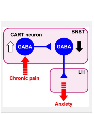 La douleur chronique induit un changement neuroplastique qui supprime la connexion du noyau du lit de la strie terminale (BNST) vers hypothalamus latéral (LH) (Visuel Naoki Yamauchi, et al. Science Advances. April 27, 2022) La douleur chronique induit un changement neuroplastique qui supprime la connexion du noyau du lit de la strie terminale (BNST) vers hypothalamus latéral (LH) (Visuel Naoki Yamauchi, et al. Science Advances. April 27, 2022)