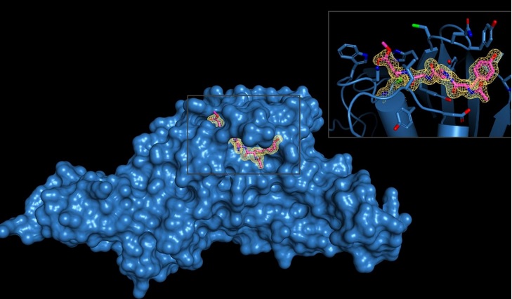 (Visuel Shaun K. Olsen, PhD, laboratory at The University of Texas Health Science Center at San Antonio (Joe R. and Teresa Lozano Long School of Medicine)) (Visuel Shaun K. Olsen, PhD, laboratory at The University of Texas Health Science Center at San Antonio (Joe R. and Teresa Lozano Long School of Medicine))
