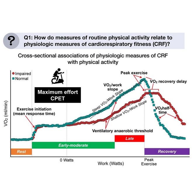 Précisément et après prise en compte des facteurs de risque cliniques, les augmentations du nombre de pas/jour et de l'activité physique modérée à vigoureuse et la réduction de la sédentarité sont toutes associées à des aspects distincts de la condition cardiorespiratoire (mesurée par la VO2) au cours de l'initiation, du niveau précoce-modéré, de l'exercice de pointe et de la récupération (Schéma European Heart Journal)