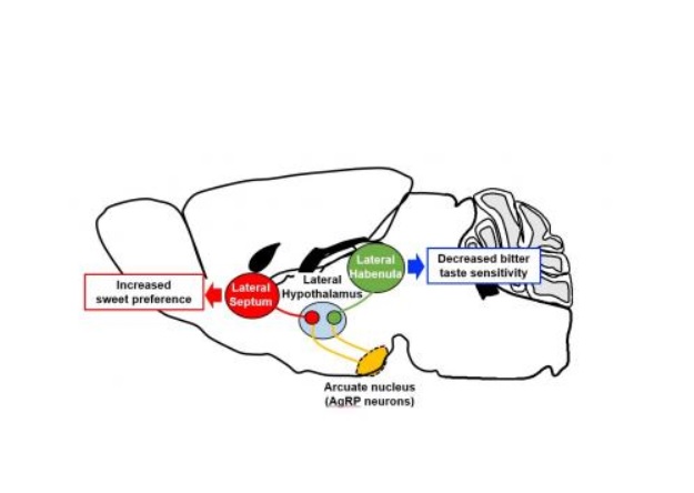 Les neurones glutamatergiques de l'hypothalamus modulent à leur tour les préférences gustatives