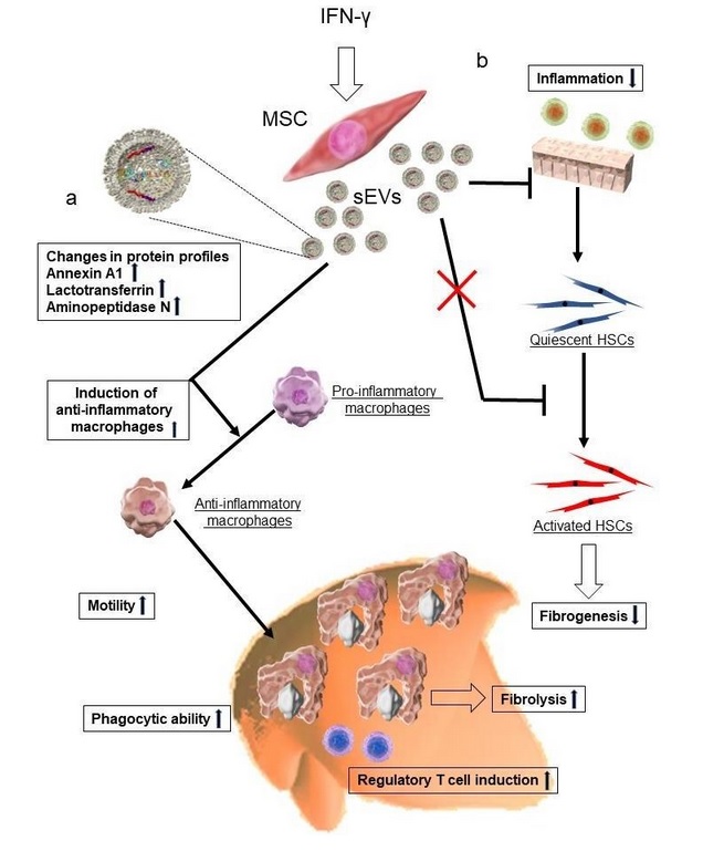 Les sEVs recrutent efficacement et affectent la forme et la fonction des macrophages dans les zones endommagées, favorisant ainsi la réparation des tissus hépatiques endommagés (Visuel Niigata University)