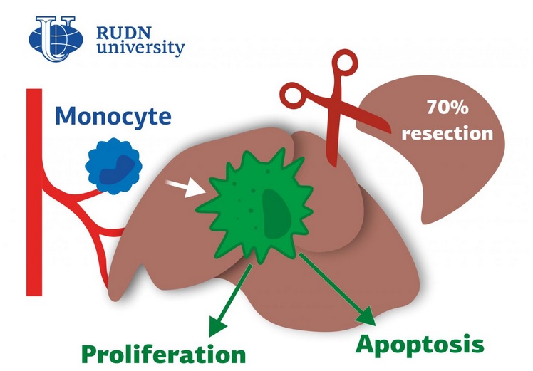 Visuel Biomedicine & Pharmacotherapy Visuel Biomedicine & Pharmacotherapy