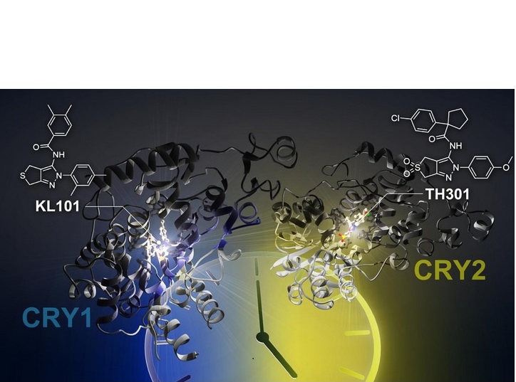 Ces petites molécules, KL101 et TH301, allongent la période de l'horloge circadienne
