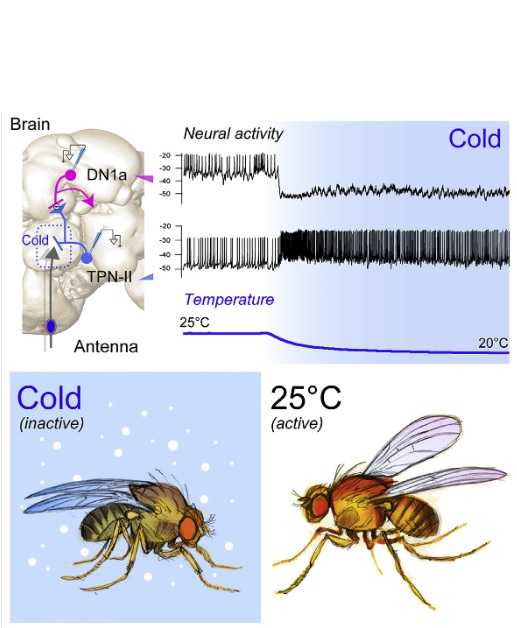 Ces récepteurs de froid, présents dans l'antenne de la mouche, qui ne répondent qu’à une température en-dessous de la « zone de confort » de la mouche Ces récepteurs de froid, présents dans l'antenne de la mouche, qui ne répondent qu’à une température en-dessous de la « zone de confort » de la mouche