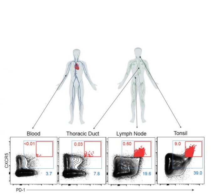Les Tfh sont collectées dans les canaux thoraciques humains - le principal "tuyau de drainage", mais difficile d’accès, qui transporte le liquide qui coule du système lymphatique vers la circulation sanguine Les Tfh sont collectées dans les canaux thoraciques humains - le principal "tuyau de drainage", mais difficile d’accès, qui transporte le liquide qui coule du système lymphatique vers la circulation sanguine
