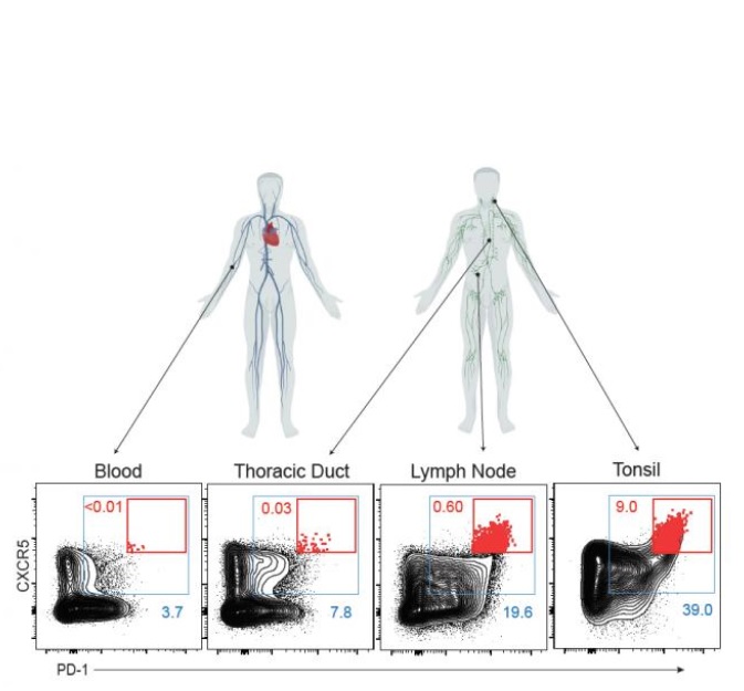 Les Tfh sont collectées dans les canaux thoraciques humains - le principal "tuyau de drainage", mais difficile d’accès, qui transporte le liquide qui coule du système lymphatique vers la circulation sanguine