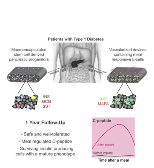 Visuel Cell Stem Cell Visuel Cell Stem Cell