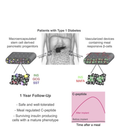 Visuel Cell Stem Cell 