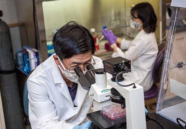 Kyeong-Ok "KC" Chang, à gauche, et Yunjeong Kim, les auteurs principaux de l’étude (sur visuel), professeurs agrégés de médecine diagnostique et de pathobiologie, apportent ici une première preuve de concept, chez la souris modèle d’infection à SARS-CoV-2, de l’efficacité d’un inhibiteur de protéase (Visuel Kansas State University)