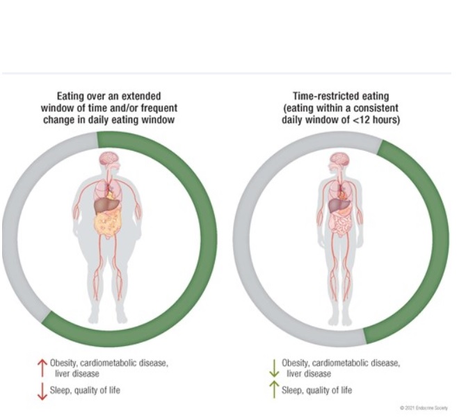 L’expression des gènes, les niveaux des hormones et le métabolisme varient ou montent et descendent à différents moments du cycle circadien de 24 heures (Endocrine Reviews)