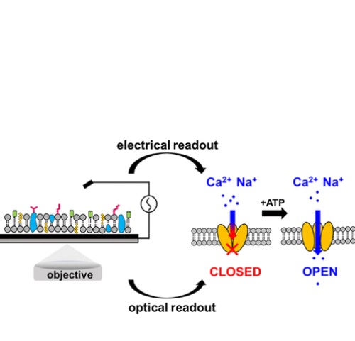 Une puce électronique mesure tout changement dans la membrane ce qui permet aux scientifiques de comprendre comment la cellule interagit avec le monde extérieur.(Visuel ACS Langmuir)