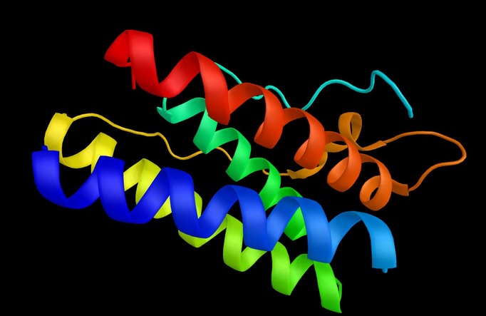 La leptine (visuel), l'hormone de satiété produite par les cellules adipeuses, aide à réguler l'équilibre énergétique en inhibant la faim. Son action s’oppose à celle de l'hormone ghréline, l'hormone de la faim. La leptine (visuel), l'hormone de satiété produite par les cellules adipeuses, aide à réguler l'équilibre énergétique en inhibant la faim. Son action s’oppose à celle de l'hormone ghréline, l'hormone de la faim.