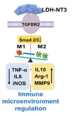 Ce nouveau nanobiomatériau stimule la croissance neuronale chez la souris (Visuel Liming Cheng, Rongrong Zhu, Département d'orthopédie, Hôpital Tongji- Université de Tongji) Ce nouveau nanobiomatériau stimule la croissance neuronale chez la souris (Visuel Liming Cheng, Rongrong Zhu, Département d'orthopédie, Hôpital Tongji- Université de Tongji)