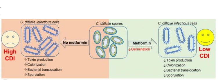 L’ADO stoppe la prolifération de C. diff en culture cellulaire (Visuel Shaohua Wang, PhD, and Hariom Yadav, PhD) L’ADO stoppe la prolifération de C. diff en culture cellulaire (Visuel Shaohua Wang, PhD, and Hariom Yadav, PhD)