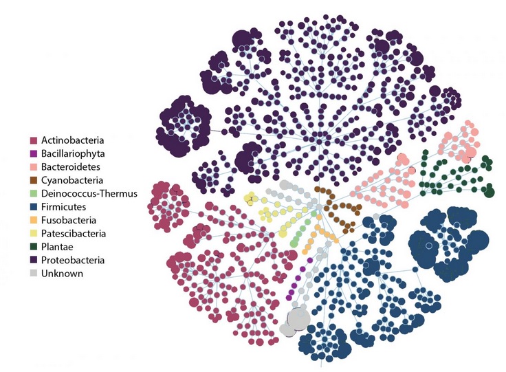 Diagramme de fleurs représentant les principaux groupes bactériens (phylums) dans le microbiome du lait de mères mam-mayas guatémaltèques (Emmanuel Gonzalez et al.) Diagramme de fleurs représentant les principaux groupes bactériens (phylums) dans le microbiome du lait de mères mam-mayas guatémaltèques (Emmanuel Gonzalez et al.)