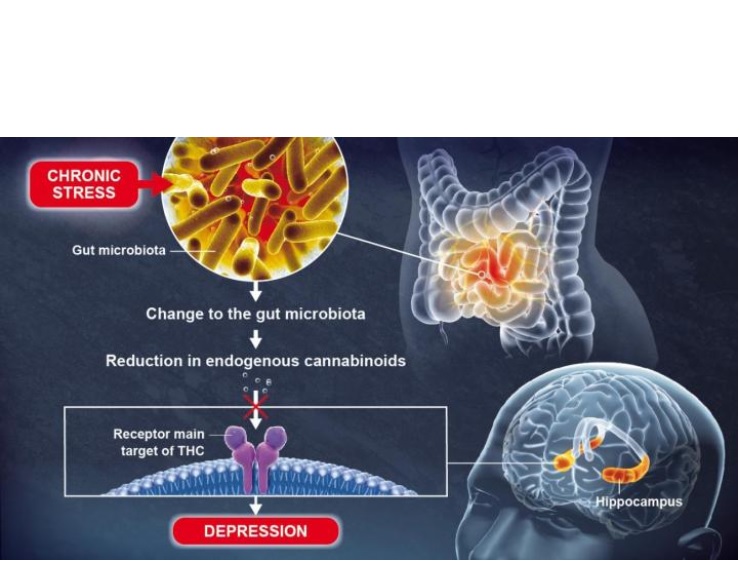 Le microbiote intestinal joue un rôle clé dans la fonction cérébrale et la régulation de l'humeur (Illustration Institut Pasteur / Pascal Marseaud) Le microbiote intestinal joue un rôle clé dans la fonction cérébrale et la régulation de l'humeur (Illustration Institut Pasteur / Pascal Marseaud)