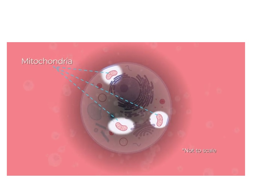 « Vous avez cette machine à combustion (la mitochondrie) qui se met à polluer comme une folle, et cette pollution alimente et bloque la fonction de transport d'électrons. C'est un cercle vicieux ». « Vous avez cette machine à combustion (la mitochondrie) qui se met à polluer comme une folle, et cette pollution alimente et bloque la fonction de transport d'électrons. C'est un cercle vicieux ».