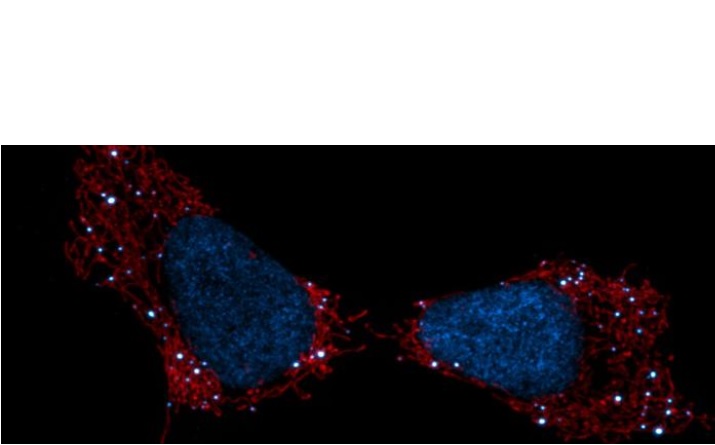 L'ADN mitochondrial est en blanc sur le visuel