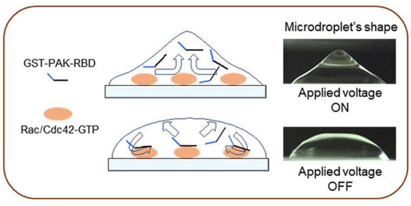 Ces gouttelettes révèlent ainsi la capacité de migration cellulaire à différents sites de la tumeur (Visuel Nature Communications) Ces gouttelettes révèlent ainsi la capacité de migration cellulaire à différents sites de la tumeur (Visuel Nature Communications)