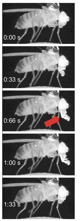Chez la mouche, le stade de sommeil profond est le « proboscis extension sleep » (PES) (Visuel Ravi Allada / Northwestern University) 