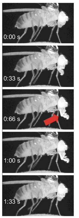 Chez la mouche, le stade de sommeil profond est le « proboscis extension sleep » (PES) (Visuel Ravi Allada / Northwestern University) Chez la mouche, le stade de sommeil profond est le « proboscis extension sleep » (PES) (Visuel Ravi Allada / Northwestern University)