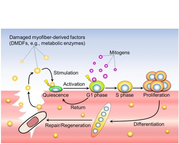 Ce modèle de régénération des blessures musculaires désigne ainsi les DMDF comme déclencheurs du processus de régénération musculaire (Visuel Associate Professor Yusuke Ono)