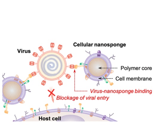 Nano Letters DOI : 10.1021/acs.nanolett.0c02278