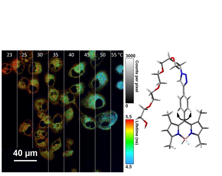 Ces molécules, appelées « Bodipy » sont modifiées pour répondre par fluorescence à la température Ces molécules, appelées « Bodipy » sont modifiées pour répondre par fluorescence à la température