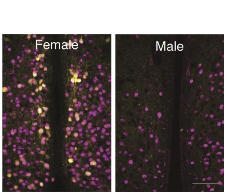 L’expression des récepteurs de l'ocytocine dans ces cellules n'est présente que lorsque des œstrogènes sont également présents.