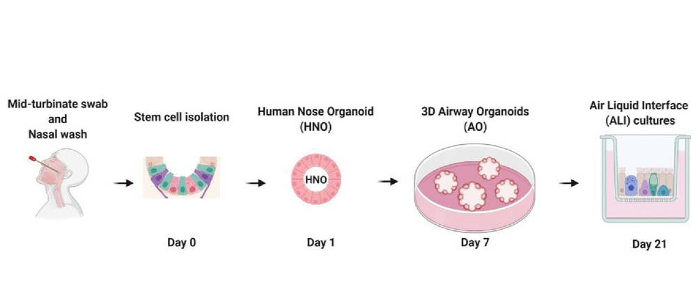 L’organoïde utilise l'épithélium nasal récolté avec un écouvillon nasal (Visuel mBio) L’organoïde utilise l'épithélium nasal récolté avec un écouvillon nasal (Visuel mBio)