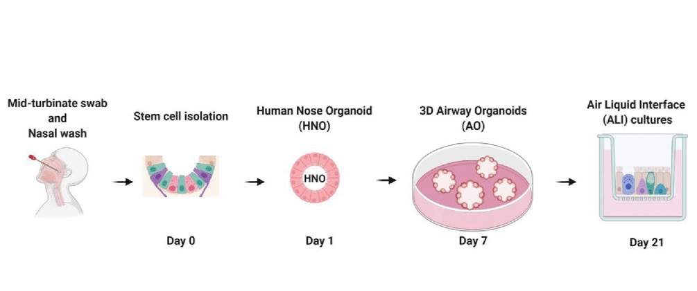 L’organoïde utilise l'épithélium nasal récolté avec un écouvillon nasal (Visuel mBio)