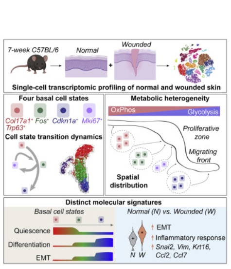 Ces 4 états de transcription diffèrent par leurs préférences métaboliques et suivent un modèle «hiérarchique» lors du processus de ré-épithélialisation de la plaie Ces 4 états de transcription diffèrent par leurs préférences métaboliques et suivent un modèle «hiérarchique» lors du processus de ré-épithélialisation de la plaie