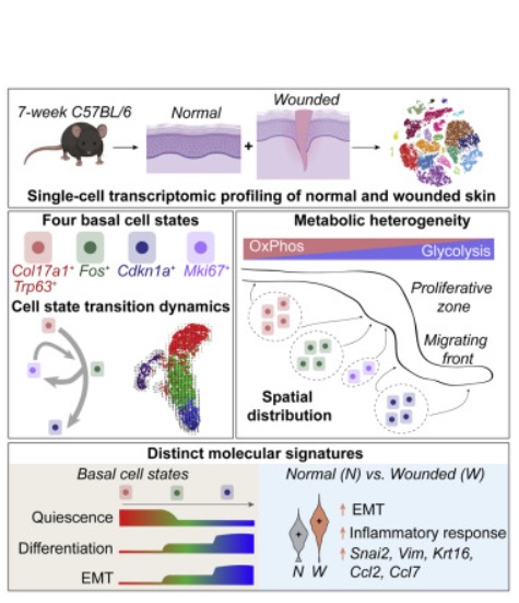 Ces 4 états de transcription diffèrent par leurs préférences métaboliques et suivent un modèle «hiérarchique» lors du processus de ré-épithélialisation de la plaie