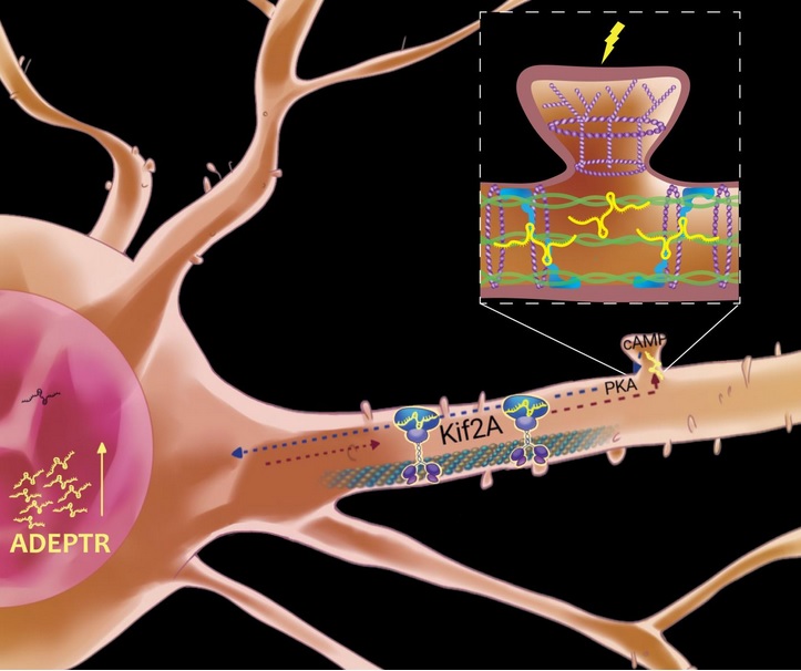 L'ARN long non codant ADEPTR rapidement exprimé est immédiatement « transporté » vers les ramifications externes de la cellule. Là, les molécules ADEPTR interagissent avec des protéines qui jouent un rôle dans l'organisation structurale des synapses, des protéines appelées spectrine 1 et ankyrine B (Visuel Jenna Wingfield and Yibo Zhao of the Puthanveettil lab at Scripps Research in Jupiter, Florida.)