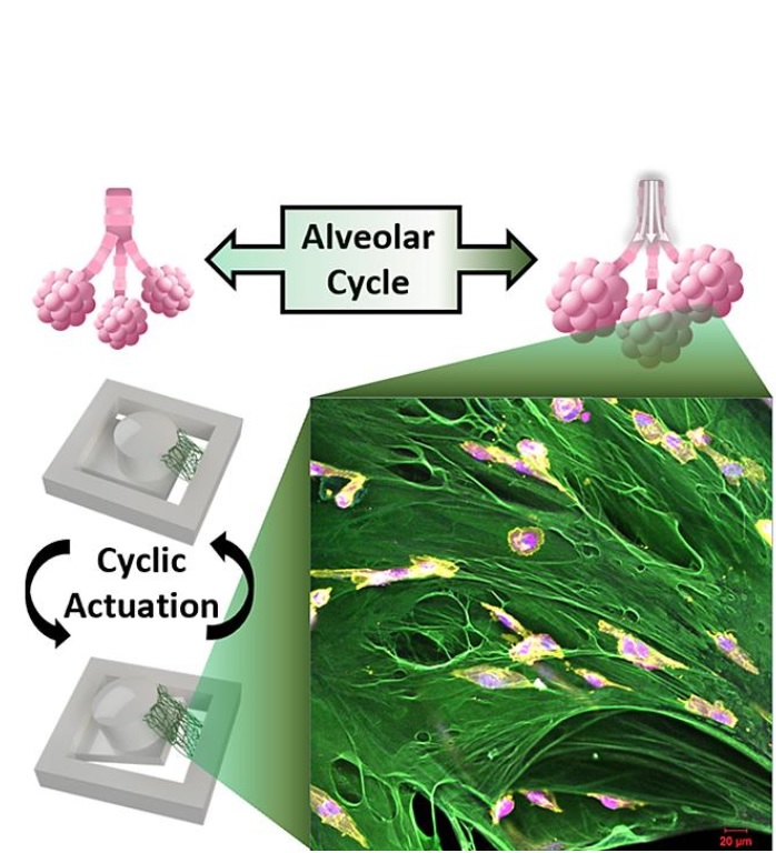 Cette plateforme de test, grâce à son système de culture cellulaire et à la possibilité d’appliquer des forces mécaniques sur un tissu suspendu apporte ainsi une nouvelle compréhension biologique des métastases (Visuel Université Purdue / Hyowon Lee) Cette plateforme de test, grâce à son système de culture cellulaire et à la possibilité d’appliquer des forces mécaniques sur un tissu suspendu apporte ainsi une nouvelle compréhension biologique des métastases (Visuel Université Purdue / Hyowon Lee)